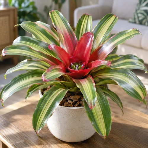 JUNAVERA Neoregelia 'Freddie' | 12 cm pot | 35 cm hoog