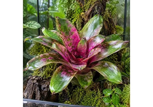 JUNAVERA Neoregelia Galaxy | 12 cm pot | ca. 35 cm hoog