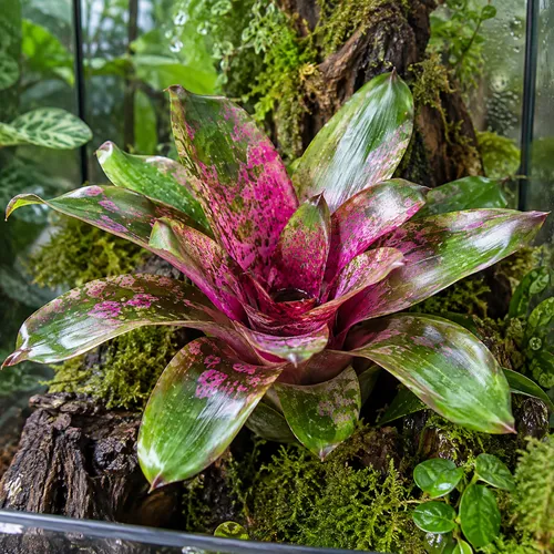 JUNAVERA Neoregelia Galaxy | 12 cm pot | ca. 35 cm hoog