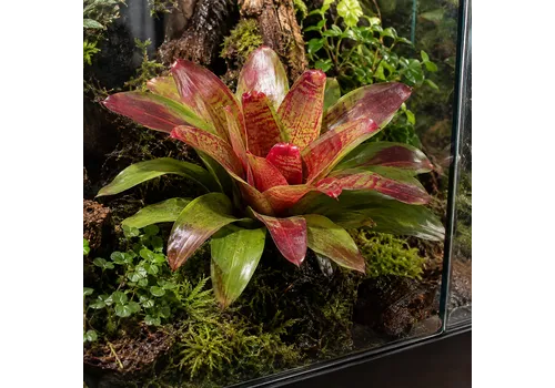 JUNAVERA Neoregelia gemengd | 15 cm pot | 45 cm hoog | per stuk