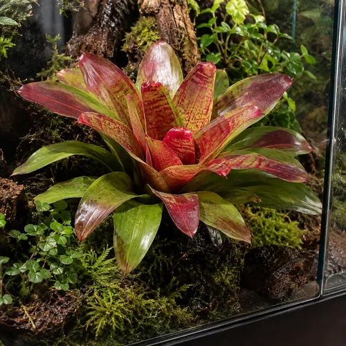 JUNAVERA Neoregelia gemengd | 15 cm pot | 45 cm hoog | per stuk