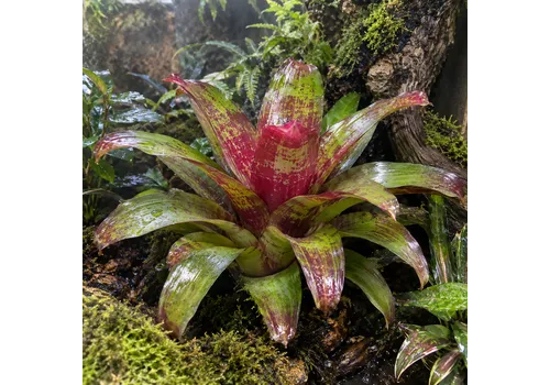 JUNAVERA Neoregelia gemengd | per stuk | 12 cm pot | 40 cm hoog