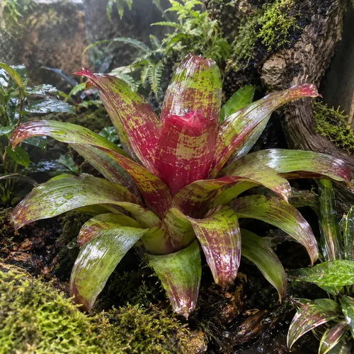 JUNAVERA Neoregelia gemengd | per stuk | 12 cm pot | 40 cm hoog