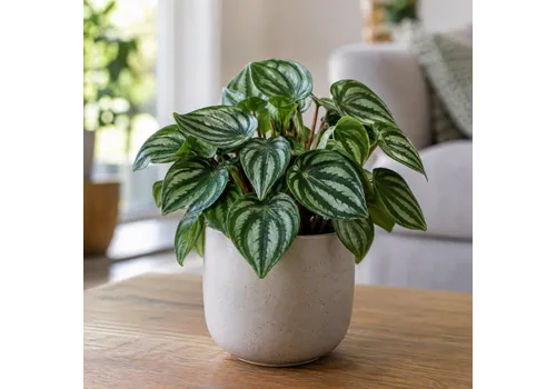 JUNAVERA Peperomia gemengd | 5,5 cm pot | 10 cm hoog | per stuk