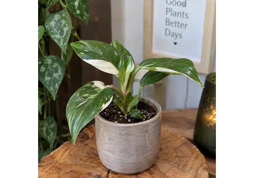 JUNAVERA Philodendron White Wizard | pot 6 cm | 16 cm hoog