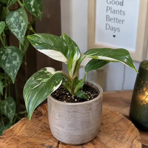 JUNAVERA Philodendron White Wizard | pot 6 cm | 16 cm hoog