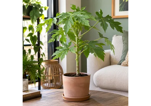 JUNAVERA Carica papaya | 14 cm pot | 40 cm hoog