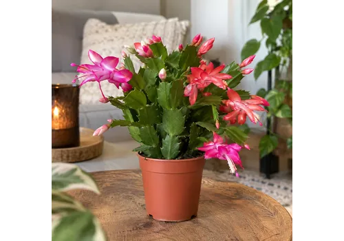 JUNAVERA Schlumbergera truncata Flame Duo gemengd | 9 cm pot | 17 cm | per stuk