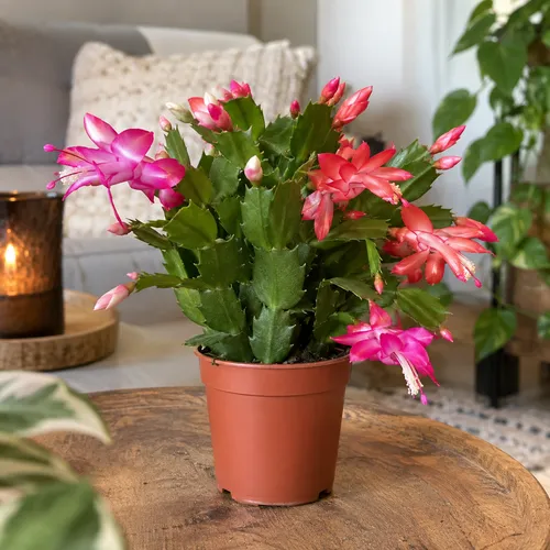 JUNAVERA Schlumbergera truncata Flame Duo gemengd | 9 cm pot | 17 cm | per stuk