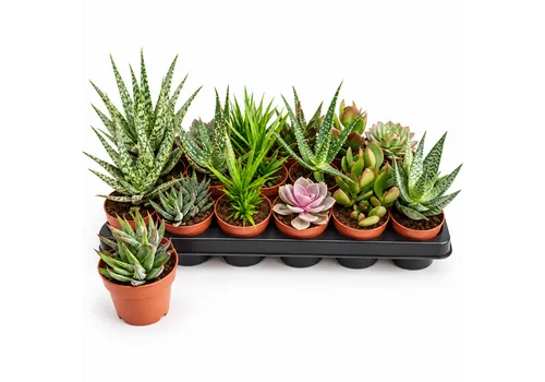 JUNAVERA Succulenten gemengd | 8 cm pot | 13 cm hoog | per stuk
