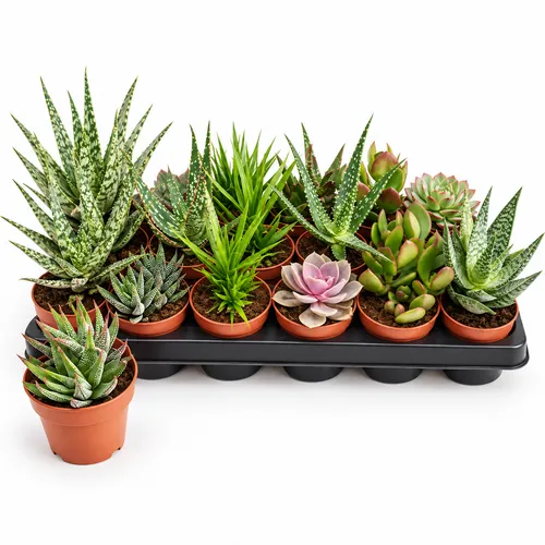 JUNAVERA Succulenten gemengd | 8 cm pot | 13 cm hoog | per stuk