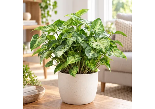 JUNAVERA Syngonium 'Pixie' | 12 cm pot | 30 cm hoog