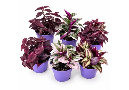 JUNAVERA Tradescantia gemengd | 7 cm pot | 10 cm hoog | per stuk