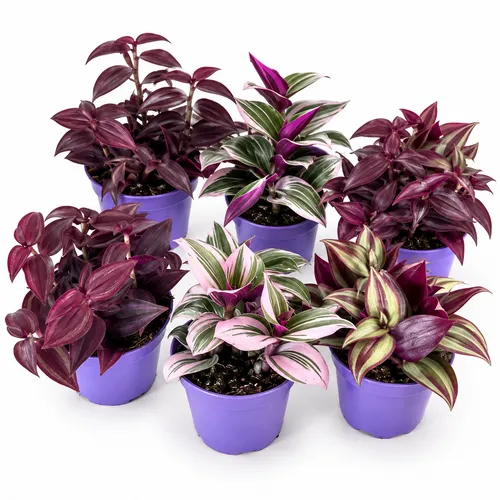 JUNAVERA Tradescantia gemengd | 7 cm pot | 10 cm hoog | per stuk