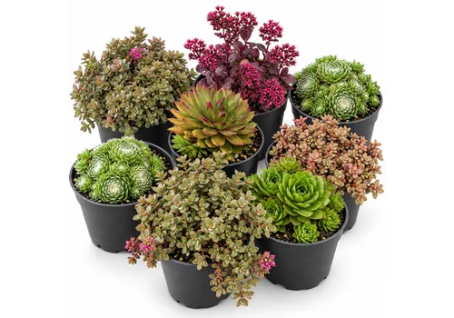 JUNAVERA Rotsplanten gemengd | 14 cm pot | 12 cm hoog | per stuk