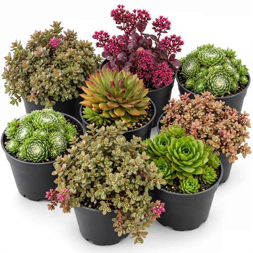 JUNAVERA Rotsplanten gemengd | 14 cm pot | 12 cm hoog | per stuk