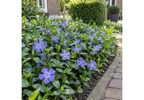 JUNAVERA Vinca minor | Kleine maagdenpalm | ca. 15 cm hoog | 9 cm pot