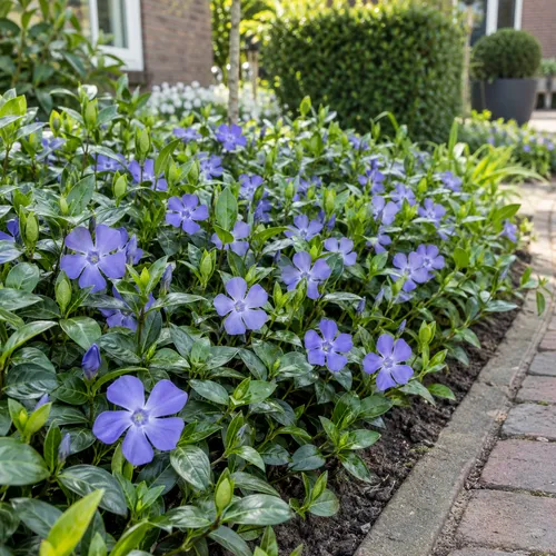 JUNAVERA Vinca minor | Kleine maagdenpalm | ca. 15 cm hoog | 9 cm pot