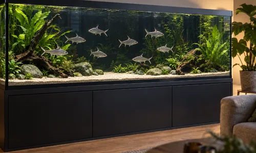 Haaivinbarbeel verzorging: complete aquariumgids