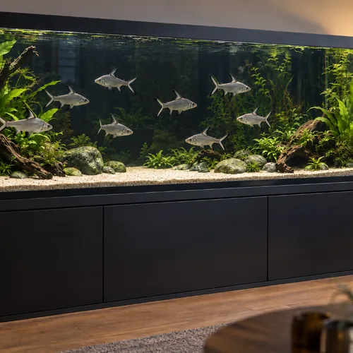 Haaivinbarbeel verzorging: complete aquariumgids