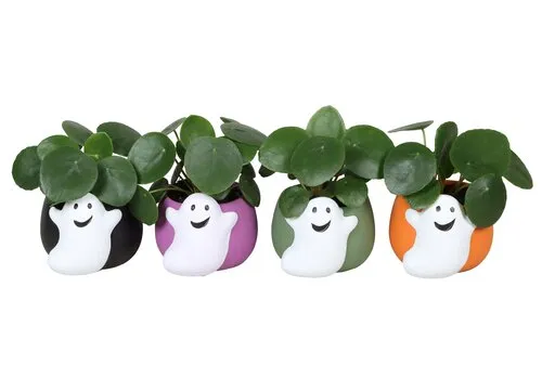 Junai.nl Pilea peperomioides in Halloween spookpot | 6 cm pot | 13 cm hoog