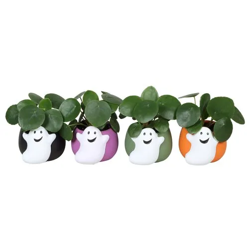 Junai.nl Pilea peperomioides in Halloween spookpot | 6 cm pot | 13 cm hoog