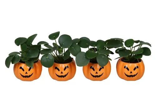Junai.nl Pilea peperomioides in pompoenpot | 6 cm | 13 cm hoog
