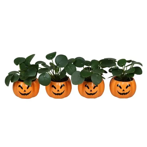 Junai.nl Pilea peperomioides in pompoenpot | 6 cm | 13 cm hoog