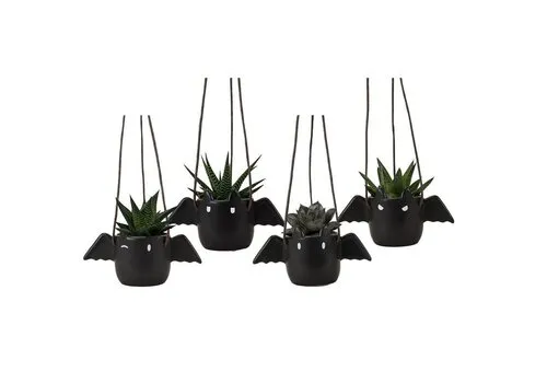 Junai.nl Succulenten mix 4 soorten in vleermuis hangpot | 6 cm pot | 15 cm hoog | per stuk