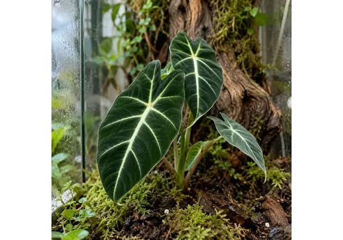 Junai.nl Alocasia Frydek | 6 cm pot | 10 cm hoog