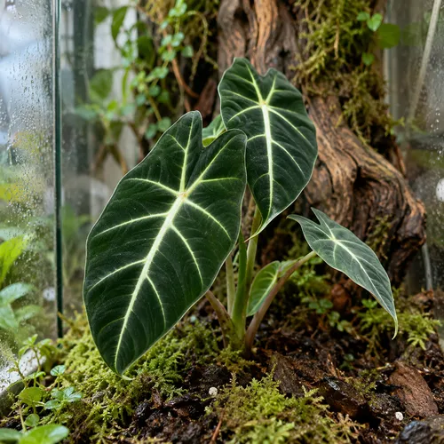 Junai.nl Alocasia Frydek | 6 cm pot | 10 cm hoog