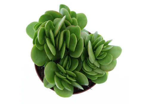 Junai.nl Crassula swaziensis | 8,5 cm pot | 10 cm hoog