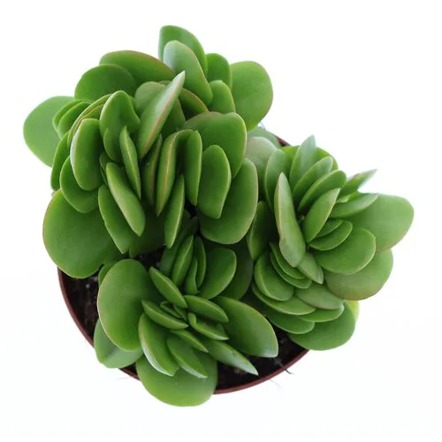 Junai.nl Crassula swaziensis | 8,5 cm pot | 10 cm hoog