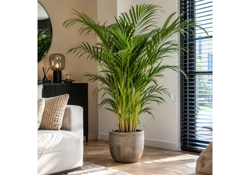 Junai.nl Dypsis lutescens Areca | 24 cm pot | 140 cm hoog