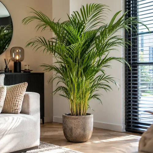 Junai.nl Dypsis lutescens Areca | 24 cm pot | 140 cm hoog