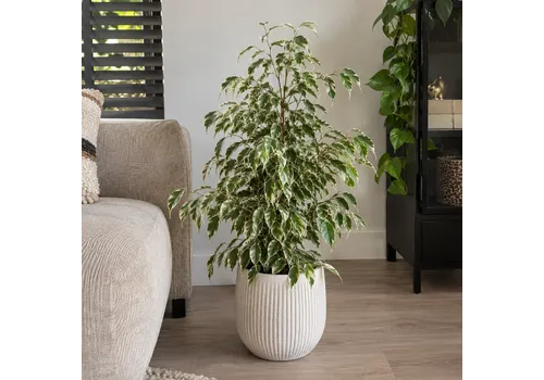 Junai.nl Ficus benjamina 'Twilight' | 14 cm pot | 55 cm hoog