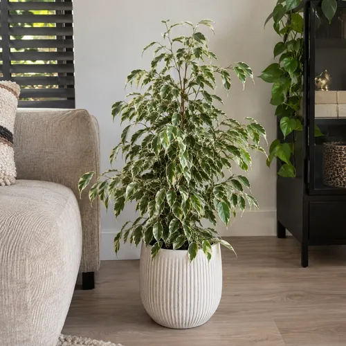 Junai.nl Ficus benjamina 'Twilight' | 14 cm pot | 55 cm hoog
