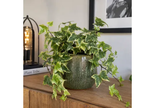 Junai.nl Hedera helix 'Goldchild' | 9 cm pot | 20 cm hoog
