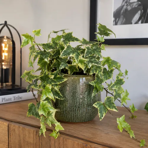 Junai.nl Hedera helix 'Goldchild' | 9 cm pot | 20 cm hoog