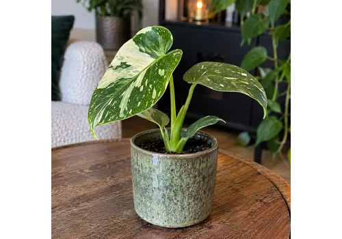 Junai.nl Monstera deliciosa 'Thai Constellation' | 6 cm pot | 14 cm hoog