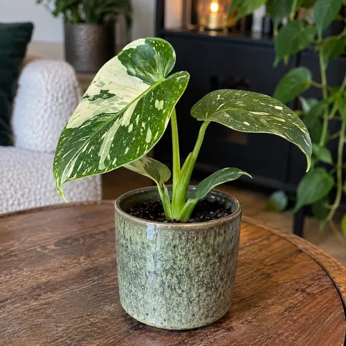 Junai.nl Monstera deliciosa 'Thai Constellation' | 6 cm pot | 14 cm hoog