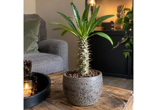 Junai.nl Pachypodium lamerei | pot 12 cm | 33 cm hoog