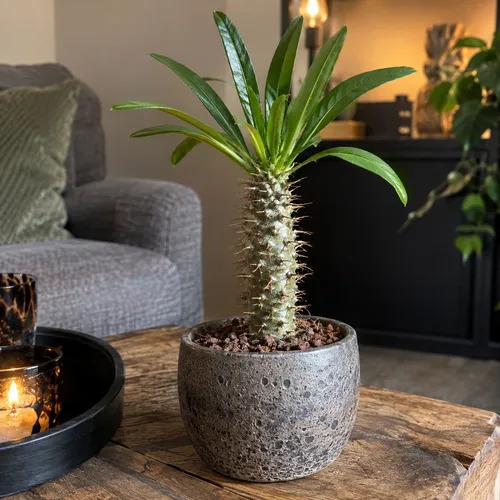 Junai.nl Pachypodium lamerei | pot 12 cm | 33 cm hoog
