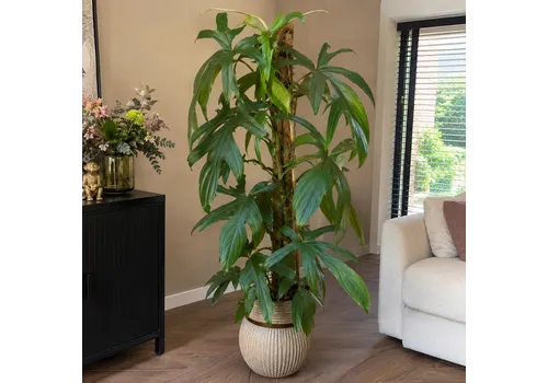 Junai.nl Philodendron pedatum op mosstok | 21 cm pot | 100 cm hoog