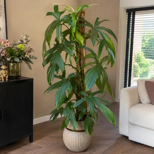 Junai.nl Philodendron pedatum op mosstok | 21 cm pot | 100 cm hoog