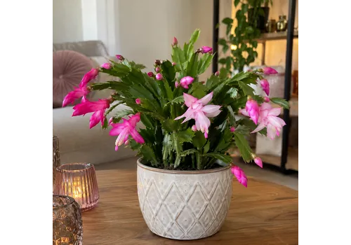 Junai.nl Schlumbergera gemengd | 9 cm pot | 18 cm hoog | per stuk
