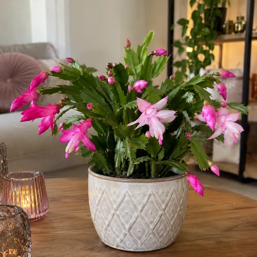 Junai.nl Schlumbergera gemengd | 9 cm pot | 18 cm hoog | per stuk