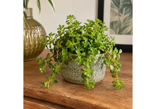 Junai.nl Sedum makinoi 'Tornado' | 5,5 cm pot | 10 cm hoog