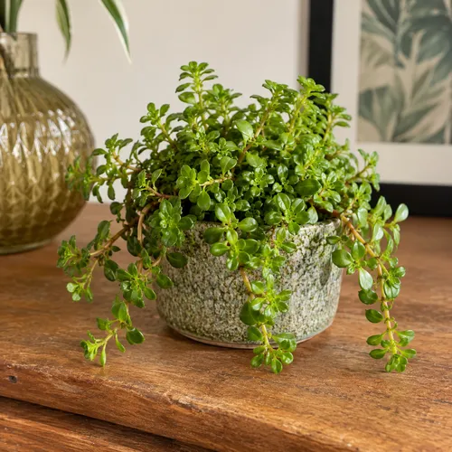 Junai.nl Sedum makinoi 'Tornado' | 5,5 cm pot | 10 cm hoog
