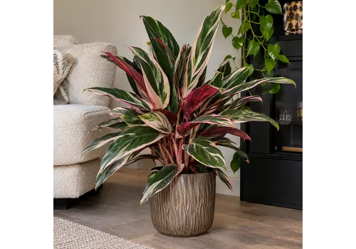Junai.nl Stromanthe sanguinea 'Triostar' | 19 cm pot | 65 cm hoog